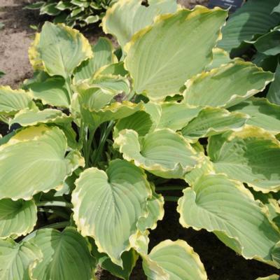 Hosta 'Lakeside Breaking News'